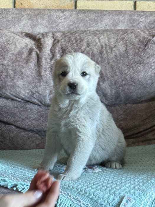 Щенок Алабая,Щенята,Собаки