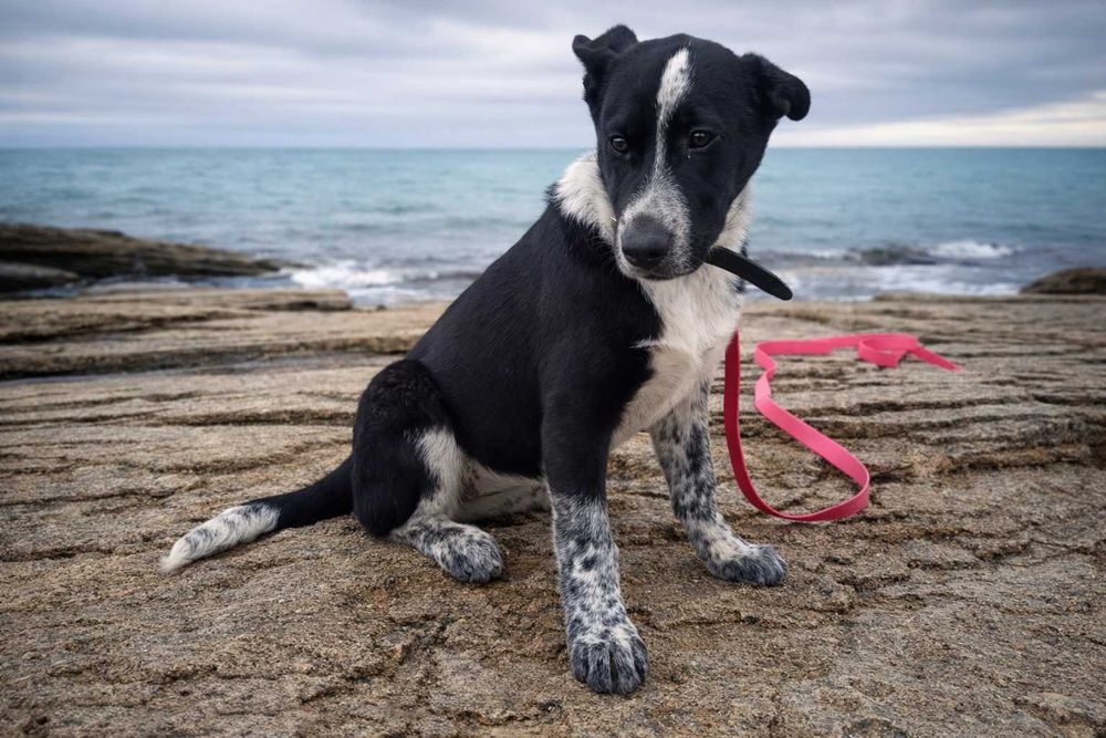 Щенок девочка в добрые руки