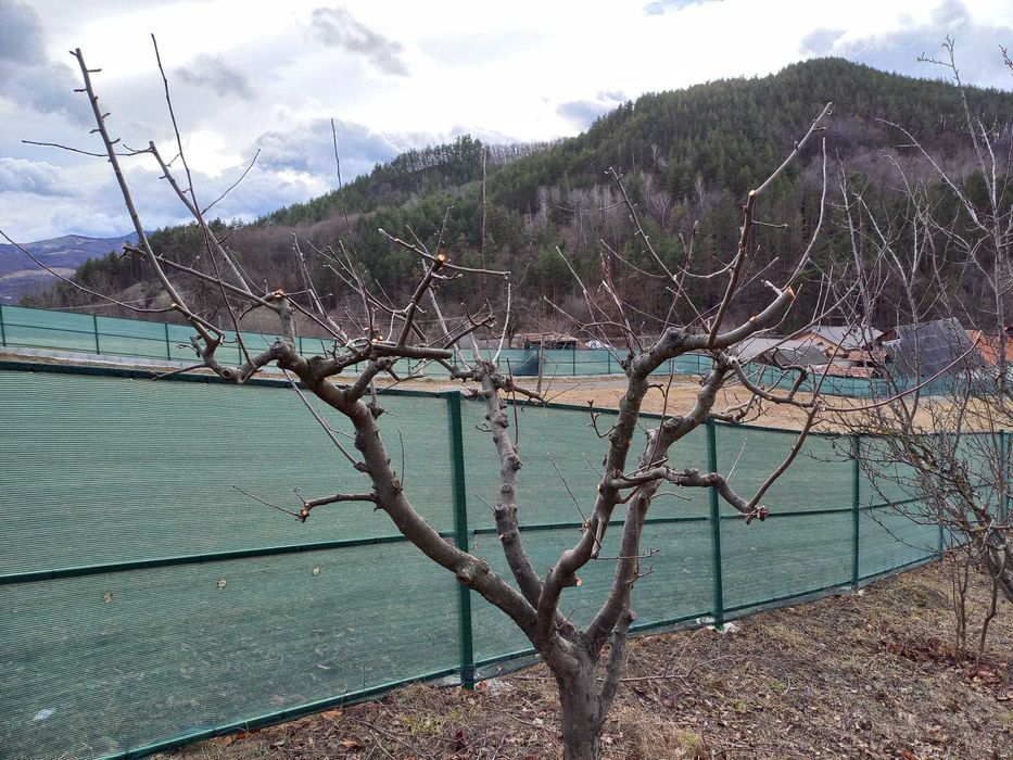 Taieri, toaletari pomi fructiferi