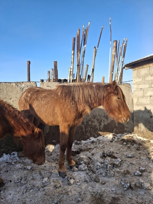 Продам Кабыл-Байтал 4 летки