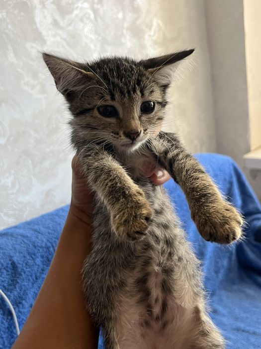 Котенок в добрые руки