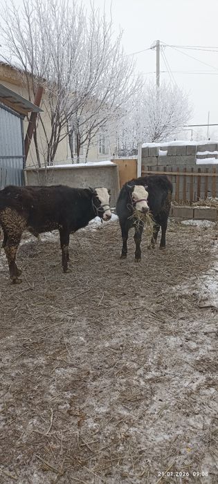 Продам б ы к о в
