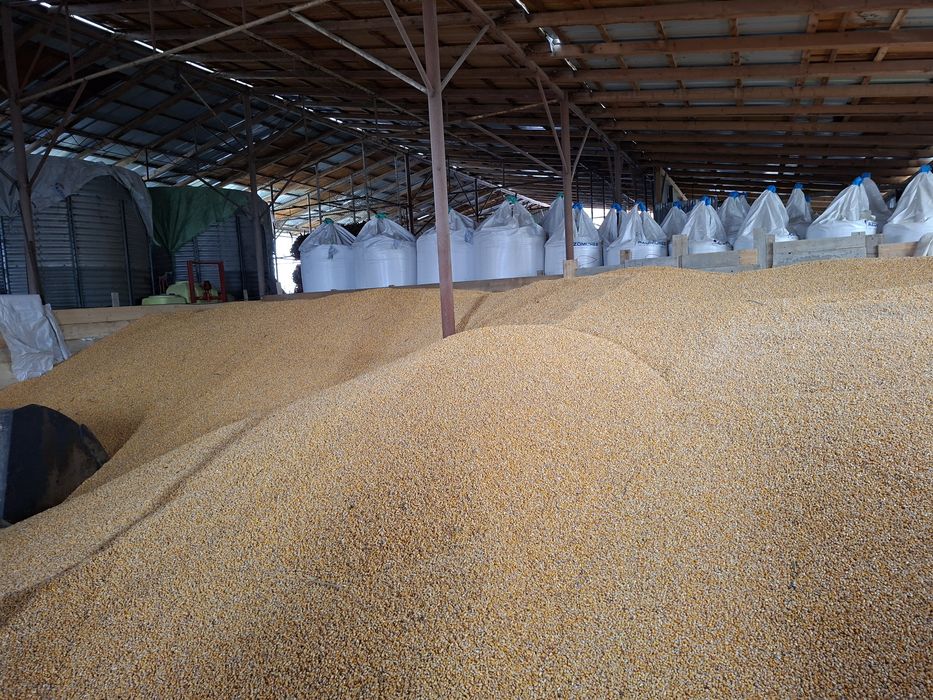 Vând porumb boabe recolta 2025