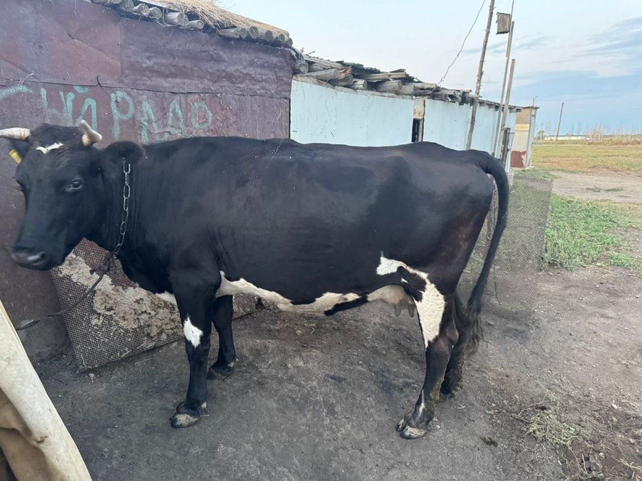 Продаю корову (дойная)