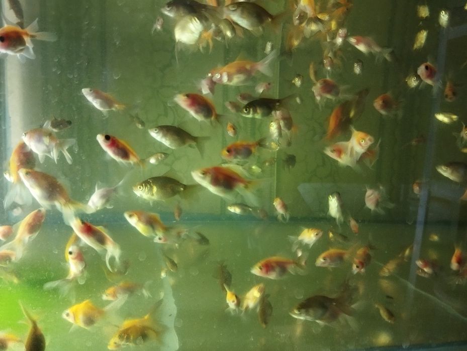 Телескопы, Золотые