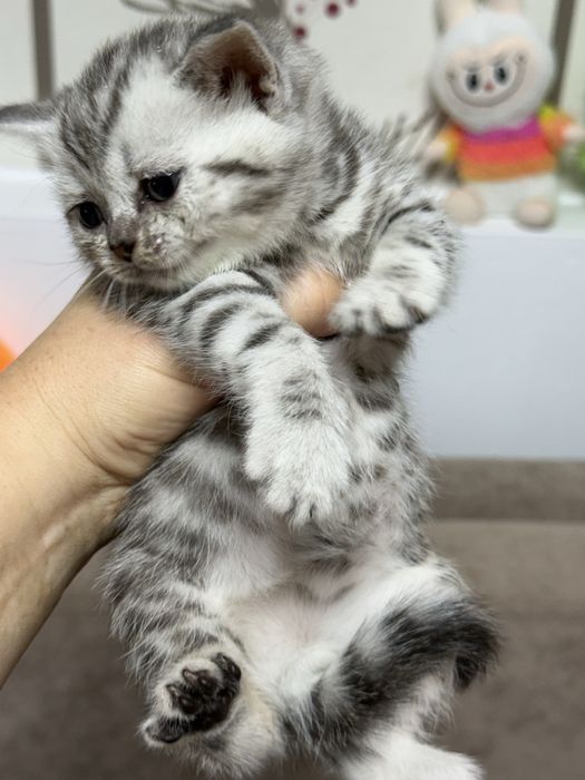 Продам котят шотландцев ,вислоухих