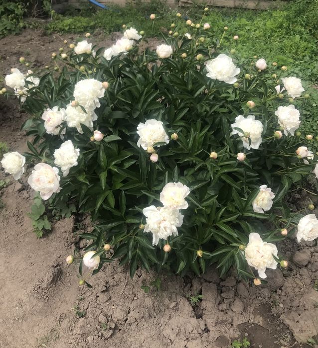 Продам кусты Пионов