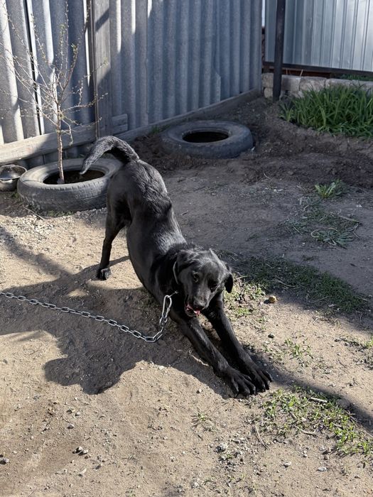 Продам лабрадора!