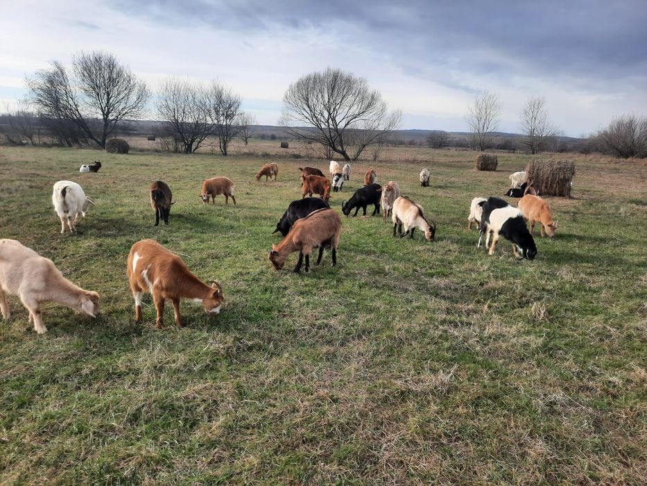 Vând capre Anglo-Nubiană + O remorca de fân!