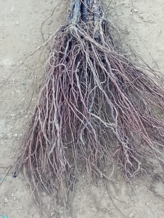 Butași vita de vie altoita