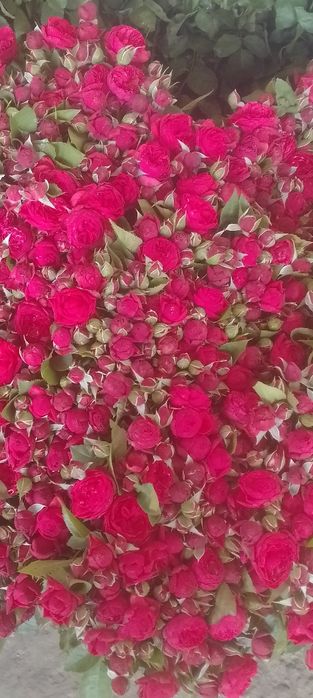 Кузни Кувнатадиган ассортимент Атиргул Кучатлари  сотилади