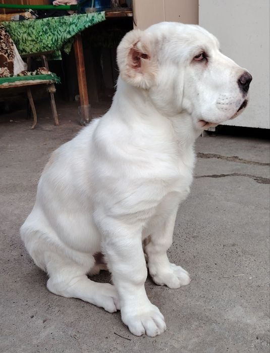 Алиментный щенок алабая