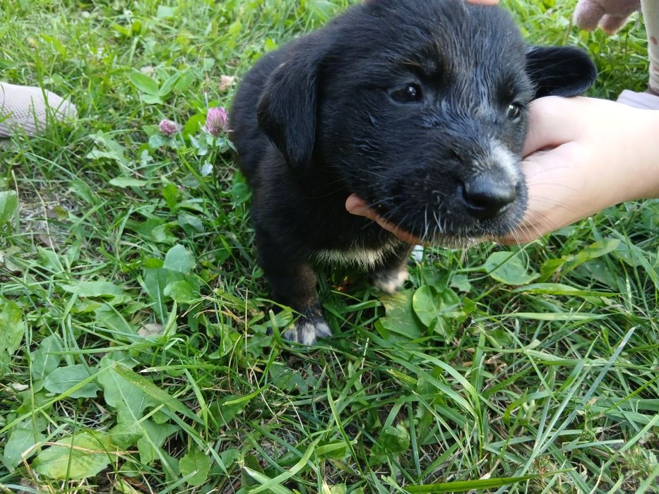 Отдам щенят бесплатно!