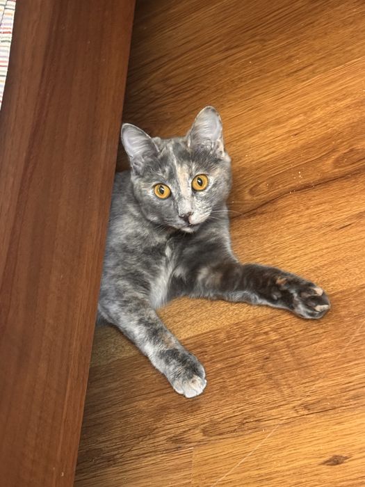 Кошечка, котенок