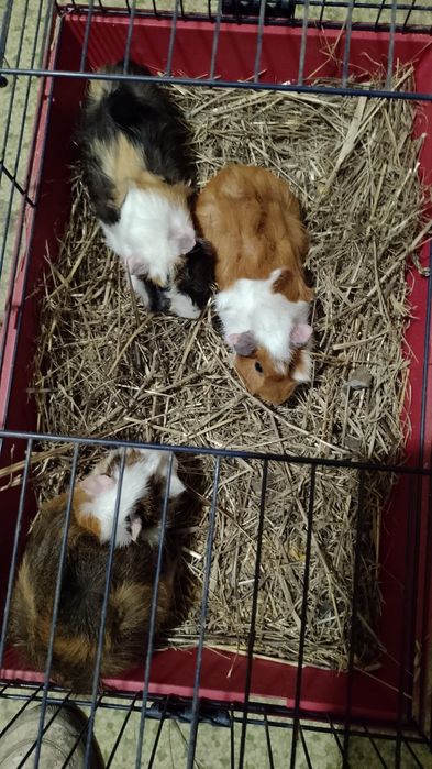 Porcușor, porcușori de Guineea , hamsteri sirieni și siberieni.