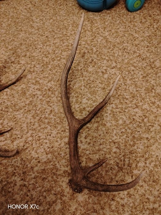 Еленови рога 2 броя