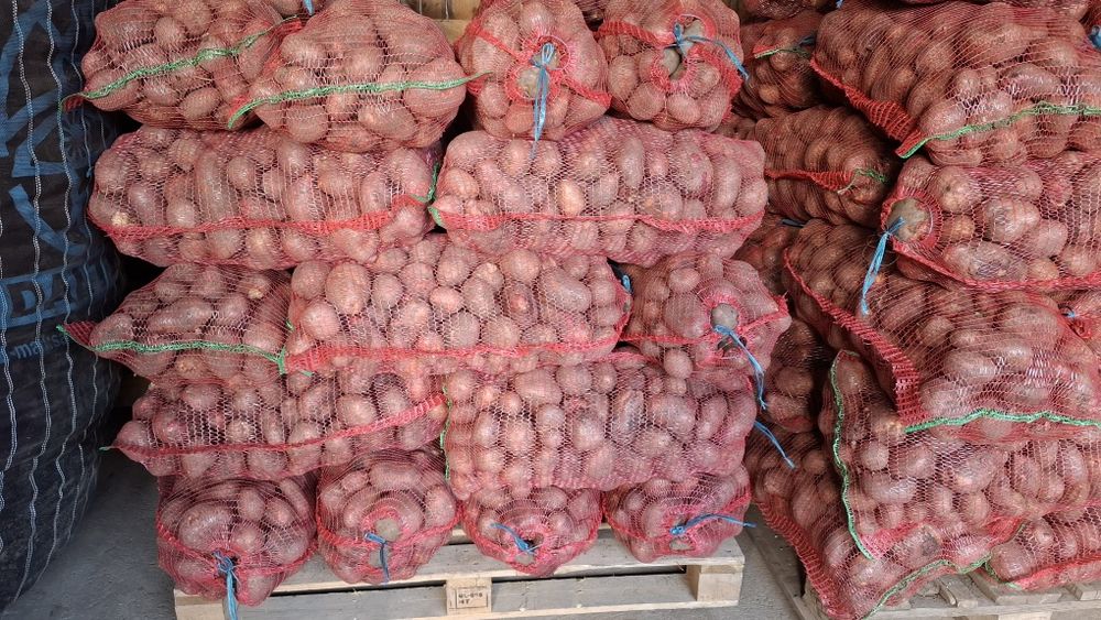 Cartofi de consum roșu și alb