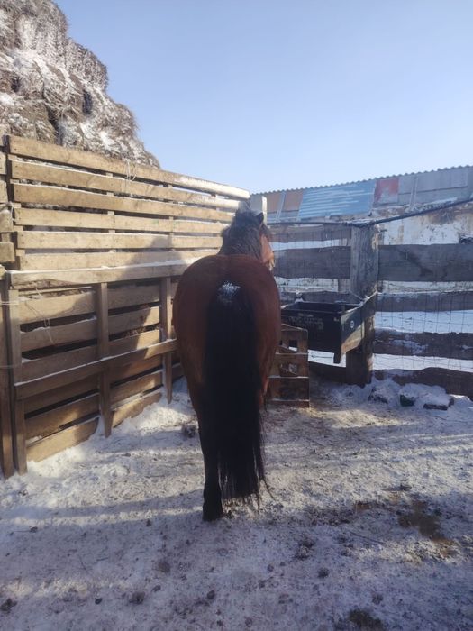 Продается жеребец г. Семей