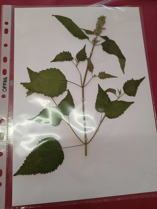 Хербарий ( за студенти и ученици)