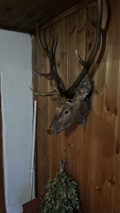 Продам чучило касули