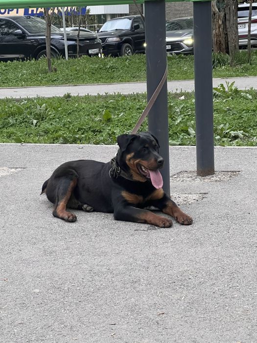 Продается Ротвейлер