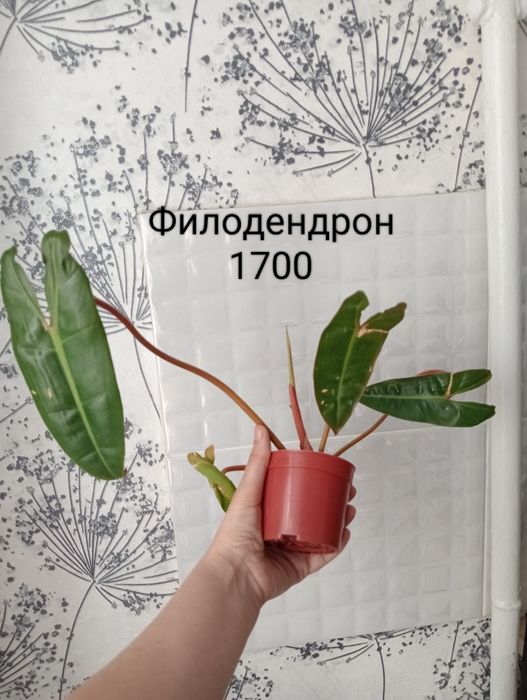 Продам комнатные цветы