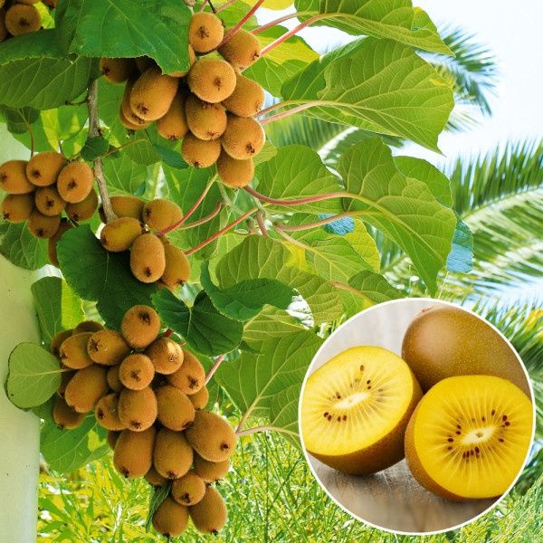 Kiwi (Diferite Soiuri )