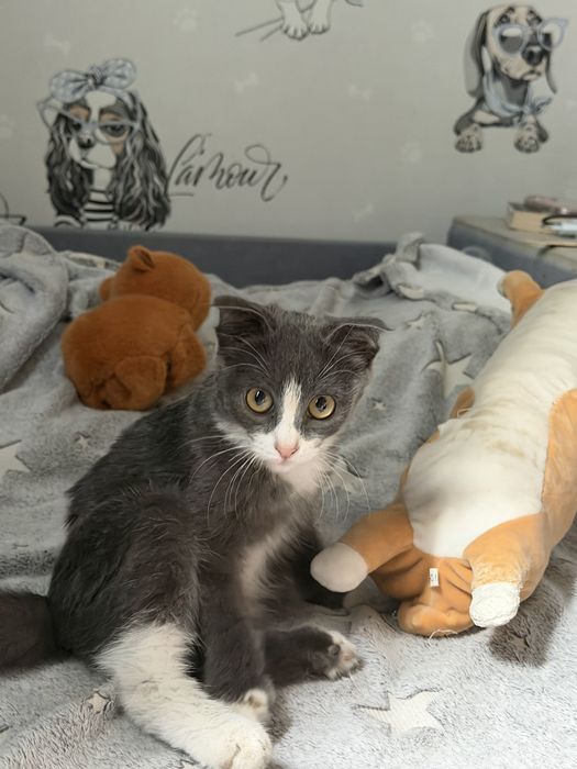 Котенок,девочка,в добрые руки