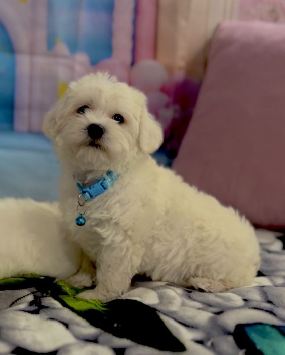 Пудел мини Малтипу – мъжко и женско