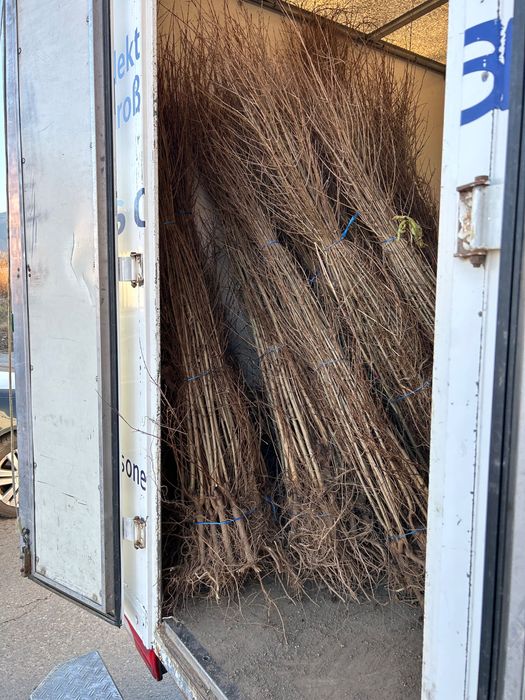 Нар сорт Ундърфул