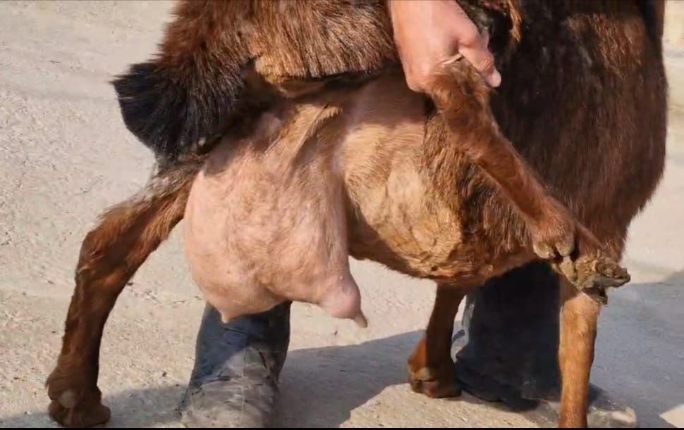 Альпануб ешкі сатылады