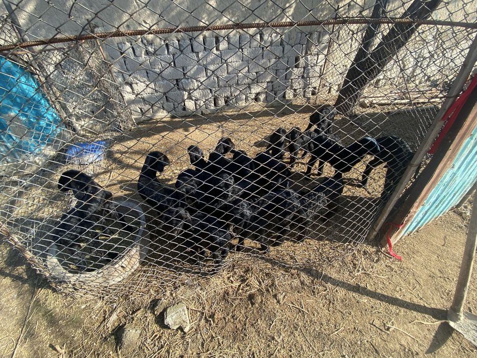 Козылар сатылады арзан багада