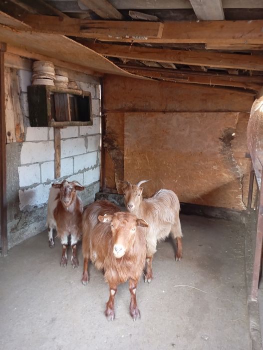 Vând 3 capre preț negociabil