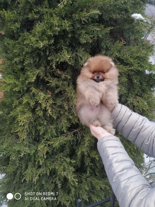 Щенки померанского шпица