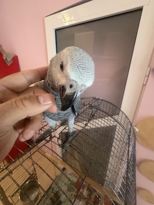 Papagal  jako blind puii