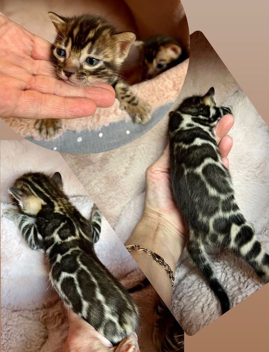 Бенгальские котята