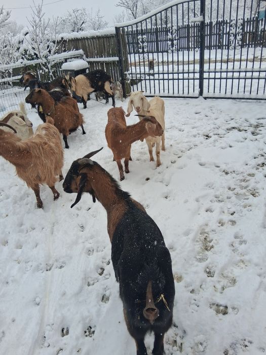 Vînd 10 capre tinere