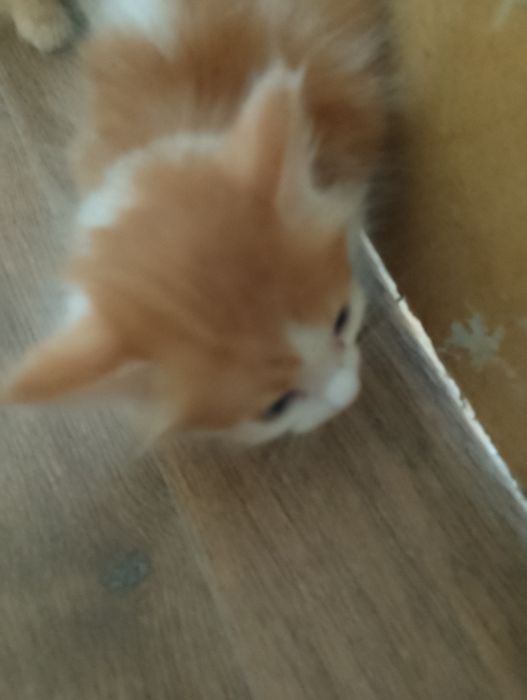 Отдам котят бесплатно