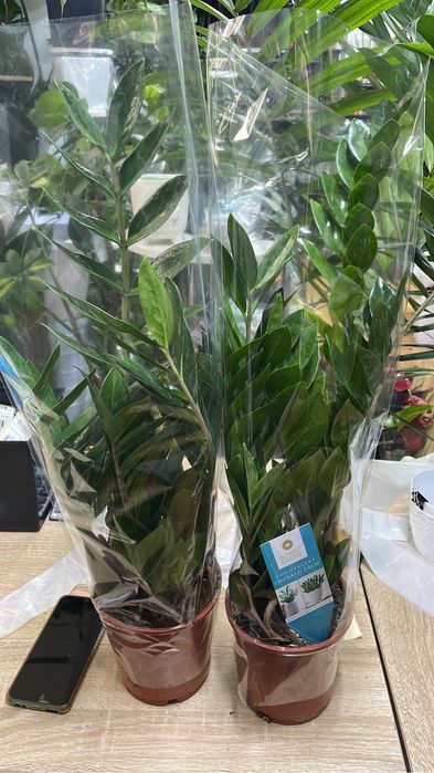 Долларовое дерево 50-55 см