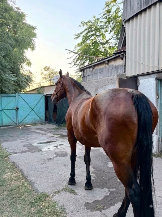 Продам жрёбую кабылу