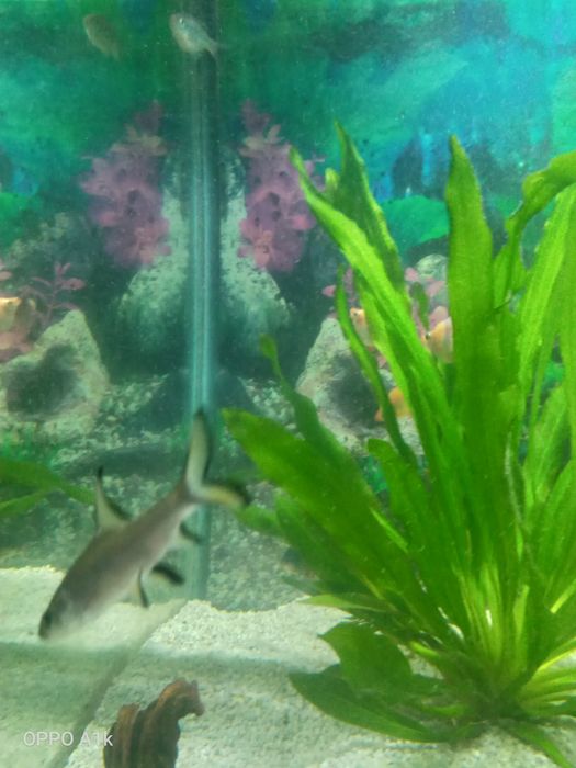 Акула балық сатамын