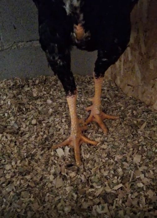 Продам Петуха хорошего