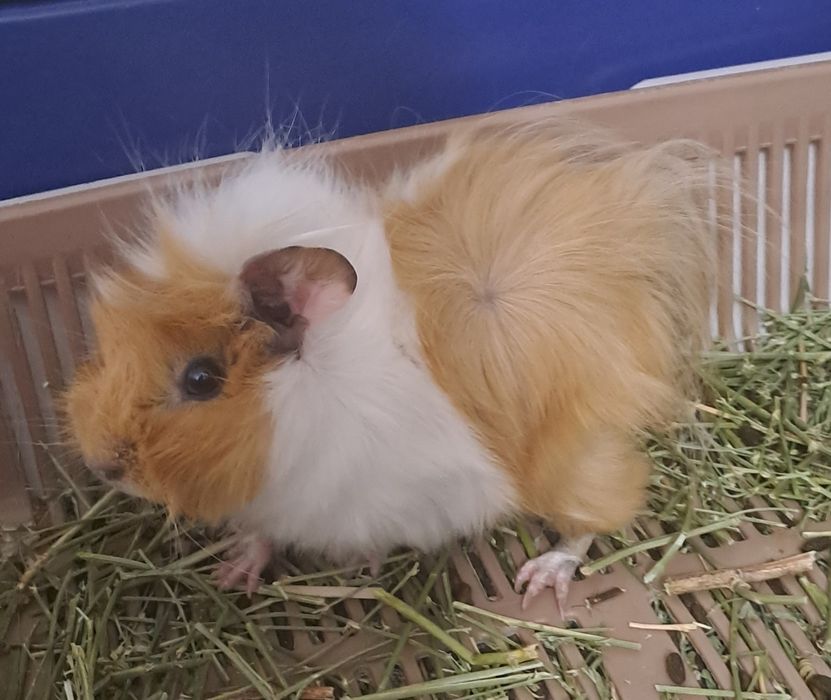 Морские свинки продаются