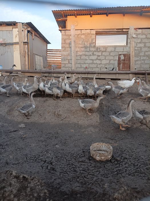 Продам серых гусей