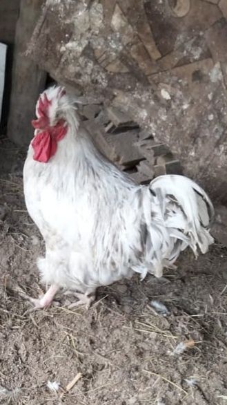 Продаётся  петух