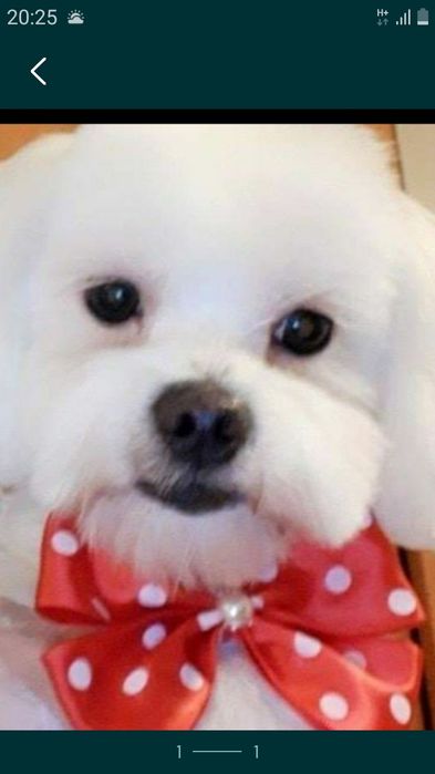 Tund caini și pisici la Domiciliu și la Salon,Taxi