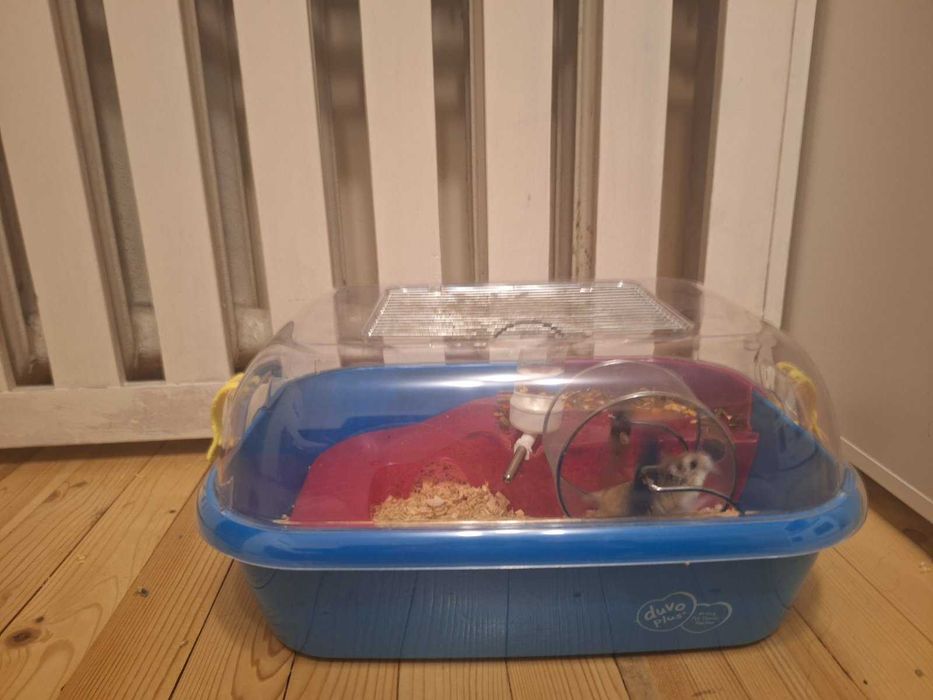 Подарявам мини хамстер