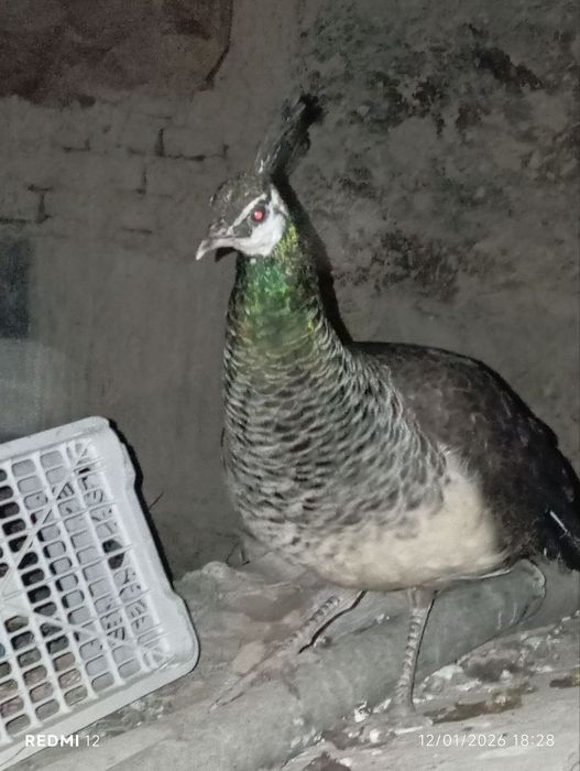 Tovus sotiladi makiyon