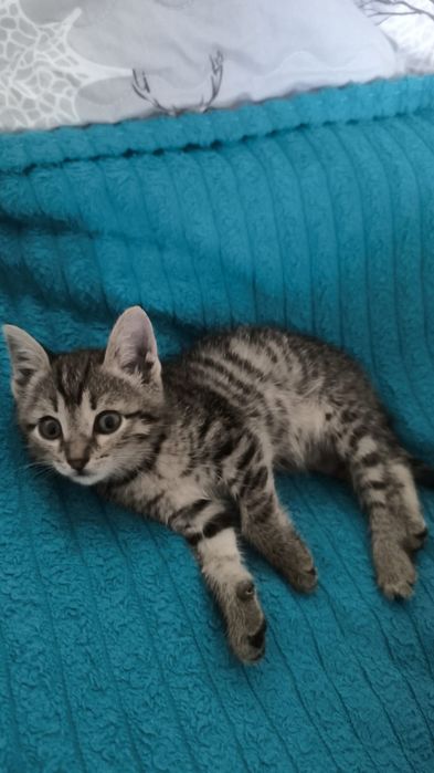 Отдам котенка в добрые руки