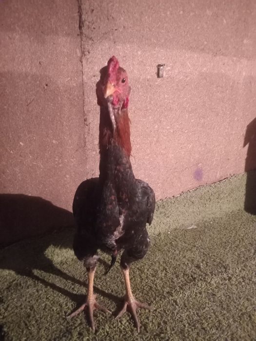 Продам жужя  июльский